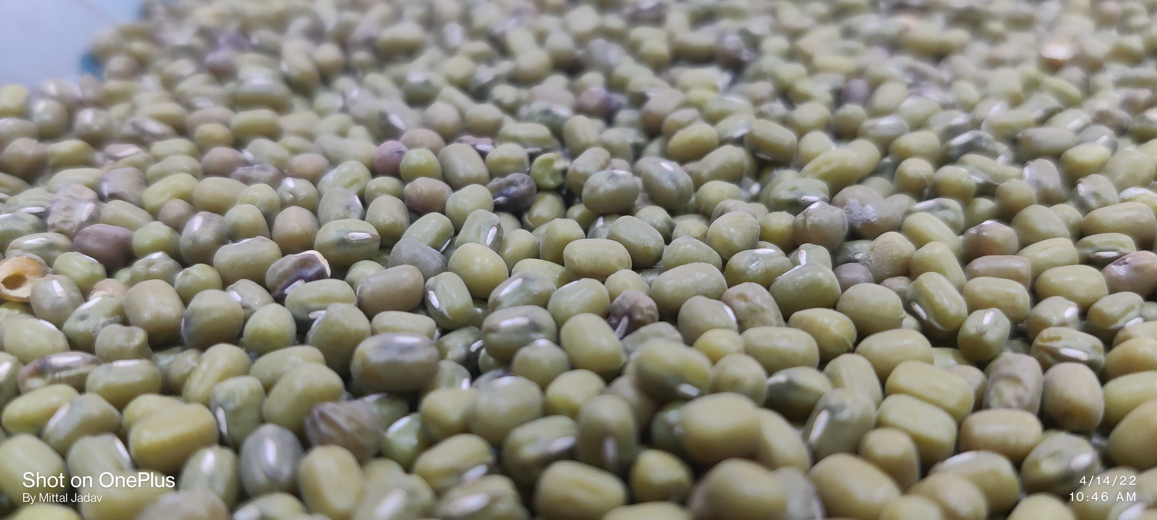 Green grams (Moong)