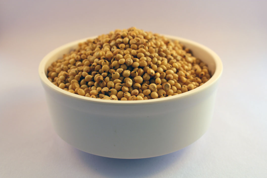 Jowar/Soreghum Bicolony