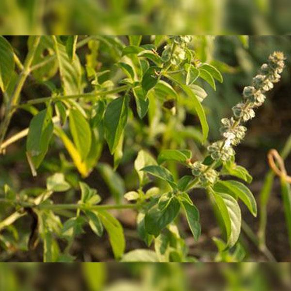 LEMON BASIL