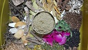 Kanishri's herbal