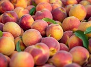 Organic Red Apple