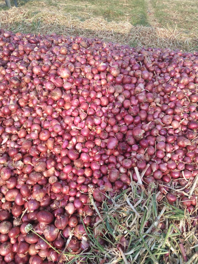 Organic Onion