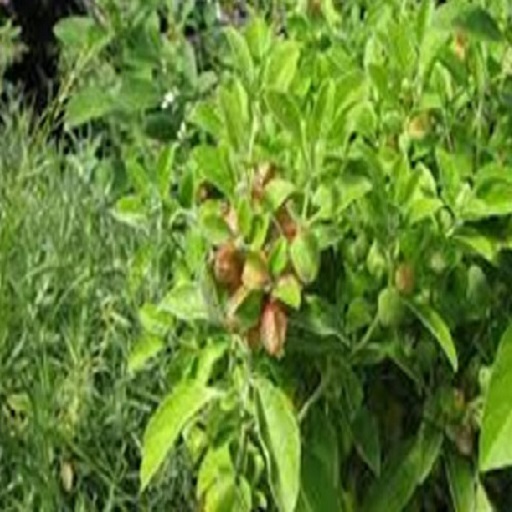 ASHWAGANDHA