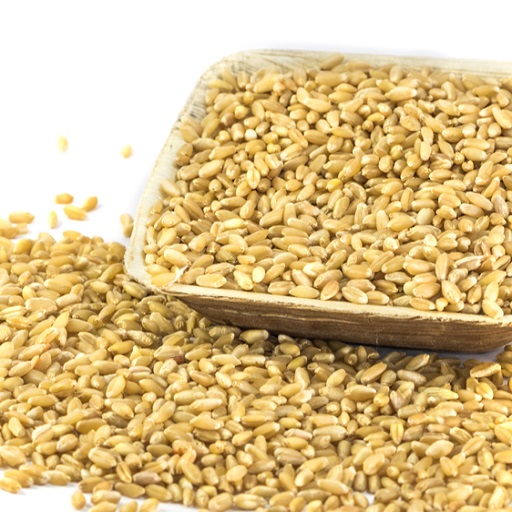 Sahaja Wheat