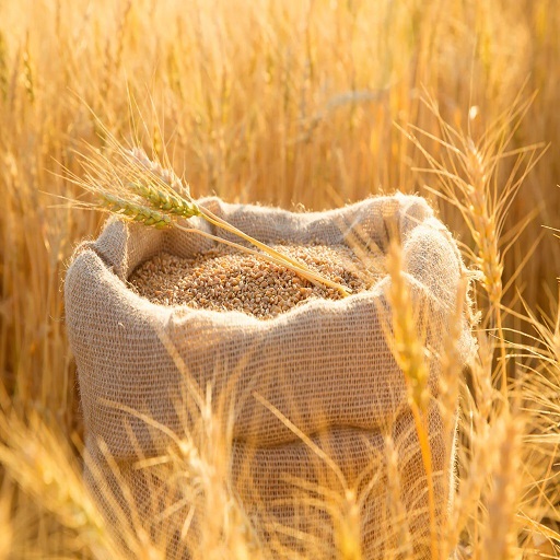 Organic Wheat
