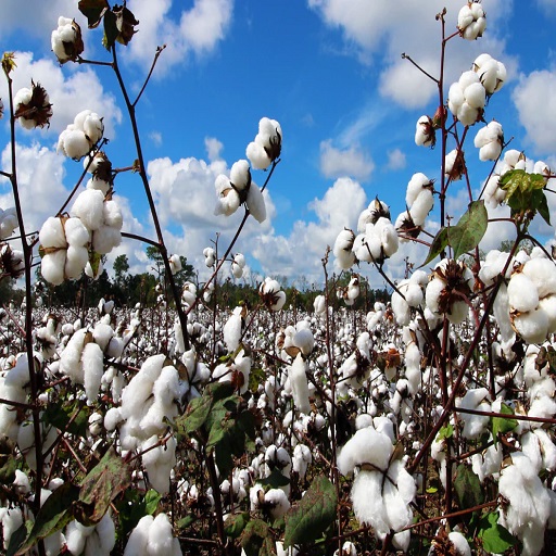 Organic Cotton
